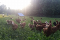 13558597_659059930907861_5233162450934337157_o