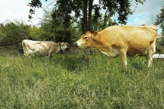 21246208_876298879183964_6106176091760350627_o