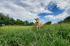 67328756_2296048220612874_5040583071808618496_n