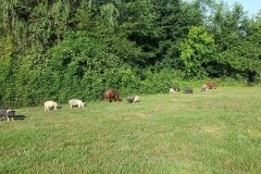 13248403_644748399005681_1199179701659029767_o