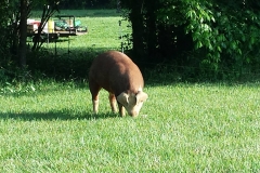 13254840_644748345672353_2297881234851997551_o