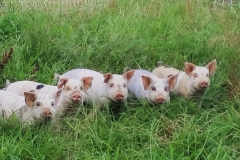 20139945_854615744685611_3197371459167054394_n