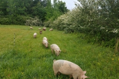 21731614_882266638587188_2192641178355652502_o