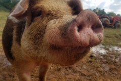 22048126_887780711369114_3960102237009640944_o