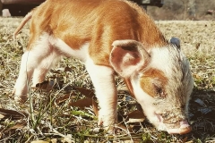 27935190_10155658492626284_301106968_n