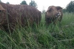 40152137_2358600430823377_2863634217286238208_n