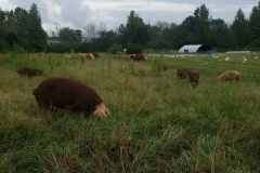 42570316_1115984258548757_5468994781000499200_o