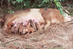 44187157_1126578580822658_8846867786278895616_o