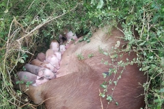 44312944_1128258947321288_6968264153458802688_n