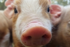 44686813_181386419410352_2796266925104037888_n