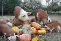 47363157_364976484264498_877827668182040576_n