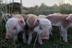 61397118_1306279916195236_1893444741987565568_n