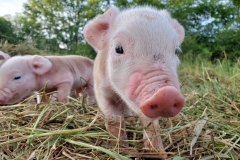 66782388_332672414287704_4278513031475888128_n