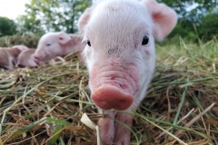 67431005_702075733566190_6532826994462162944_n